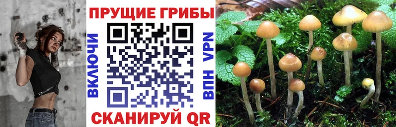 OMG вход Полтавская Галлюциногенные грибы мухоморы